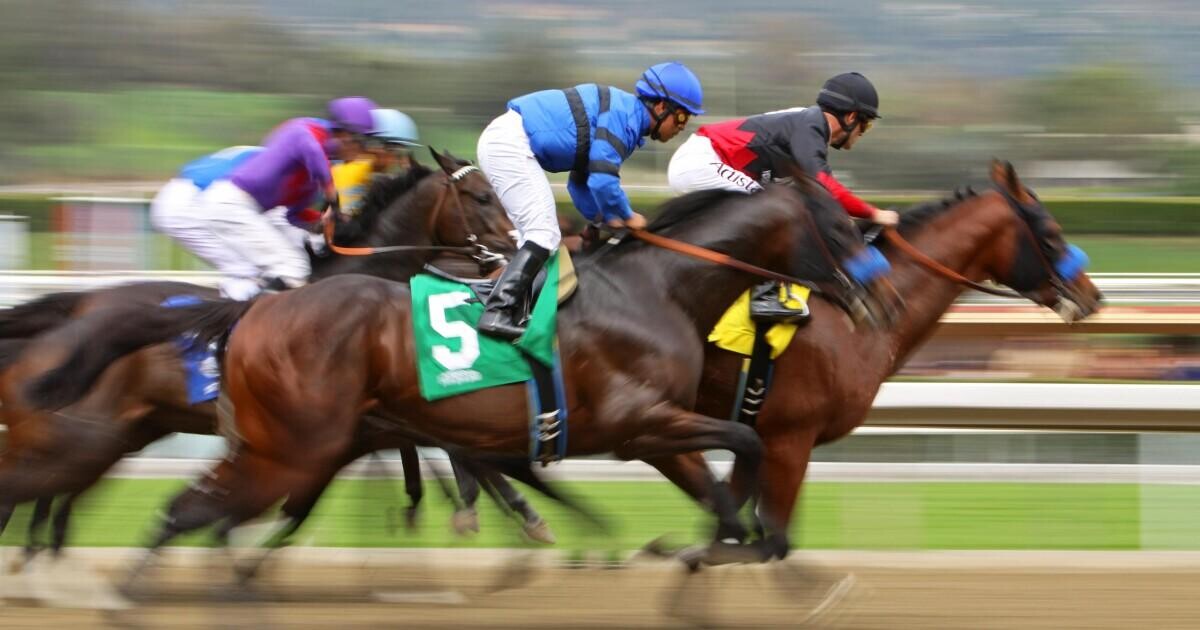 Forego Stakes Betting Guide Strategies, Statistics & Picks