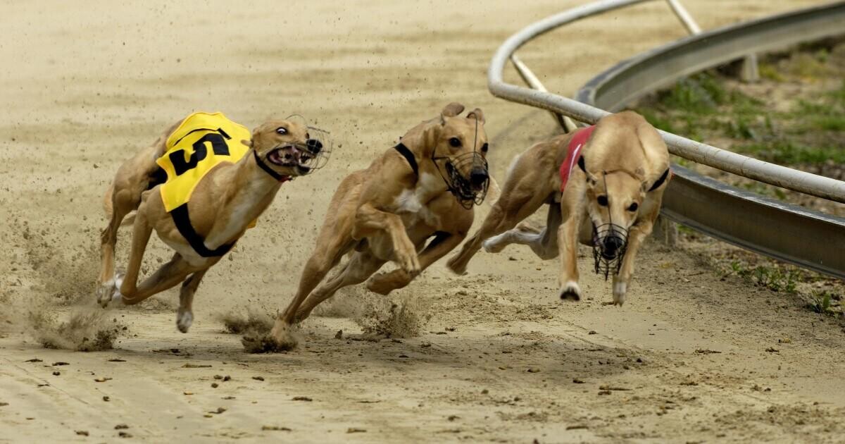 Greyhound Derby Betting Tips and Guide