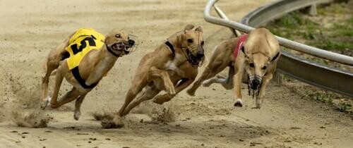 Greyhound Derby Betting Tips and Guide 2022