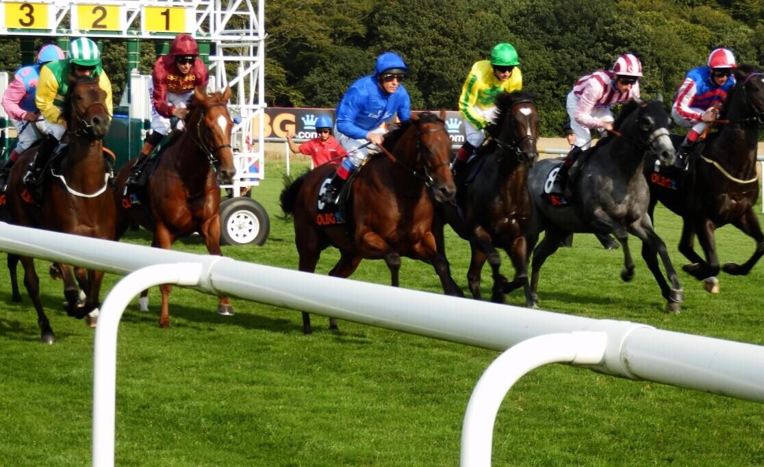 2022 Molecomb Stakes Preview, Trends & Analysis
