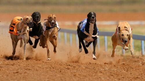Greyhound Racing Best Bookies