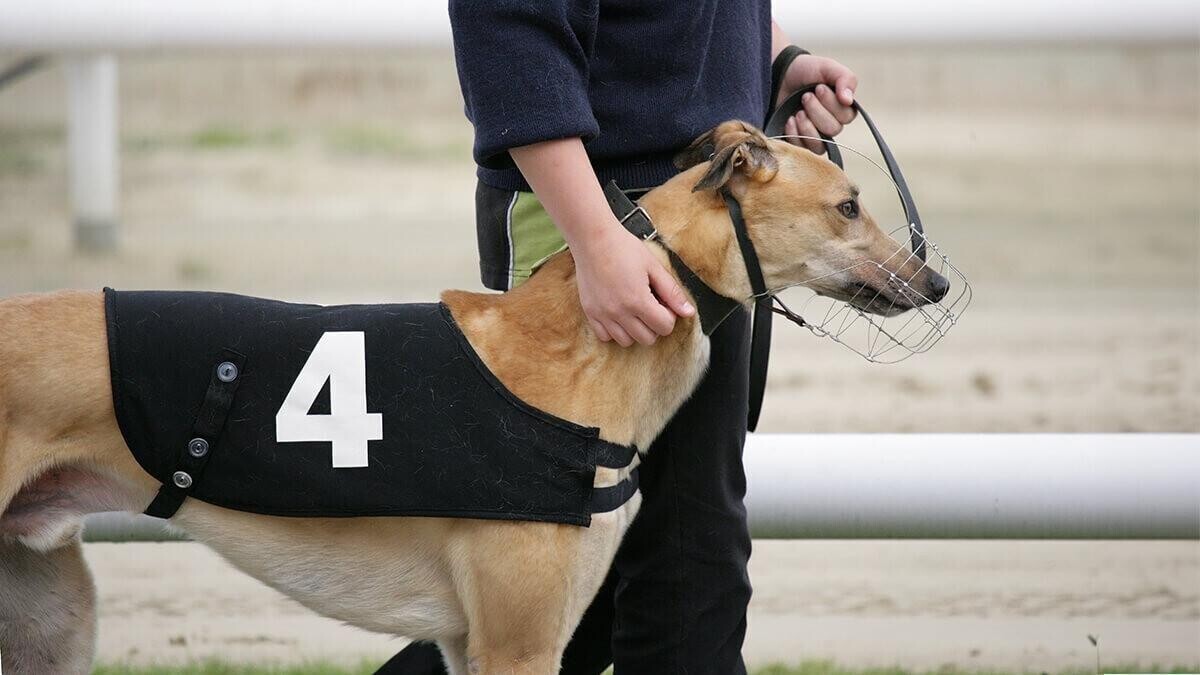 Greyhound tips: How to bet on greyhounds