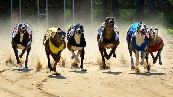 greyhounds