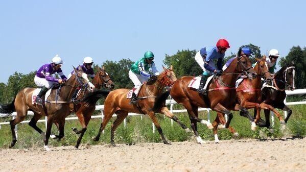 horses in full gallop