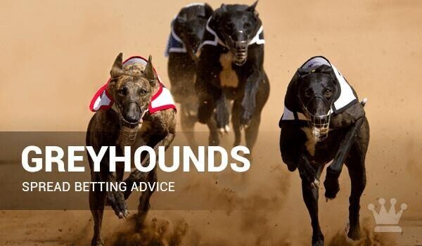 greyhounds