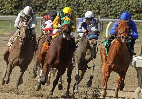 horse racing pursuit