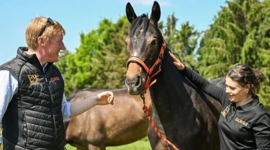 Shall We Buy A Racehorse?