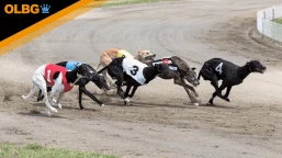 Greyhound St Leger Betting Guide