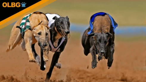 Greyhound Oaks Betting Tips, Stats and Analysis