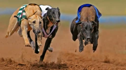Greyhound Oaks Betting Tips, Stats and Analysis