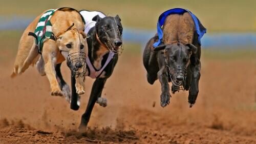 Greyhound Oaks Betting Tips, Stats and Analysis