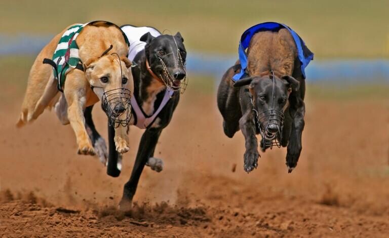 Greyhound Oaks Betting Tips, Stats and Analysis