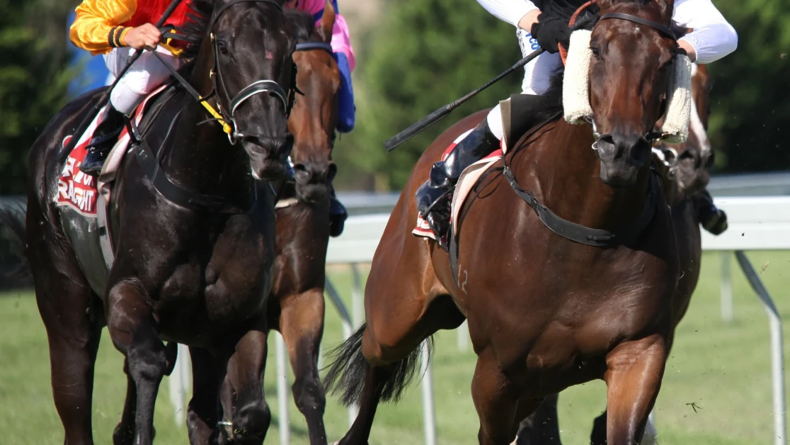 Silver Bowl Preview, Tips, Runners & Trends Silver Bowl Preview, Tips, Runners & Trends