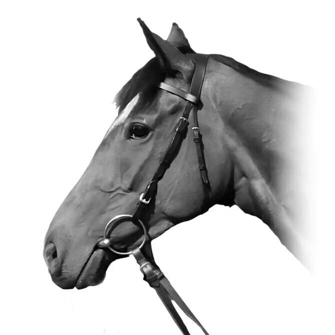 OLBG-racing-horse