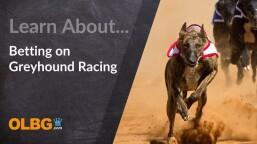 Greyhound Betting Simplified: Strategies, Tips & Insights for Novices