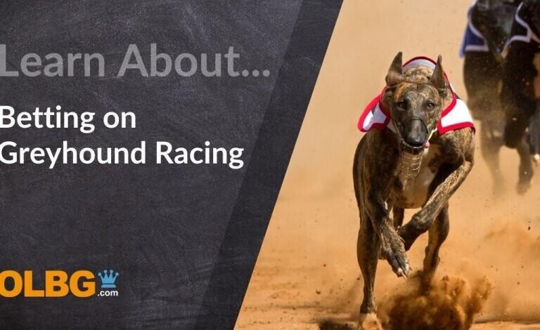 Greyhound Betting Simplified: Strategies, Tips & Insights for Novices