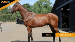 Own A Racehorse For £95: Meet OLBG's Pass The Buck