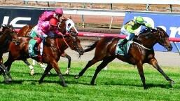 Australasian Oaks Preview, Tips, Runners & Trends