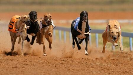 Greyhound Racing Betting | Which Bookmaker Is best?