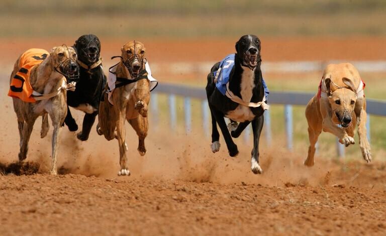 Greyhound Racing Best Bookies