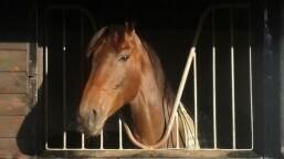 Diary of a Novice Racehorse Owner - Part 1