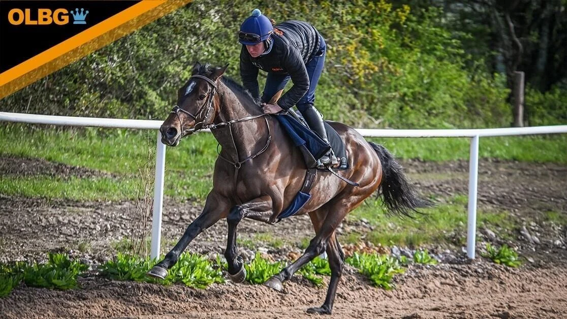 race horse ascending lark on the gallops at harry derhams